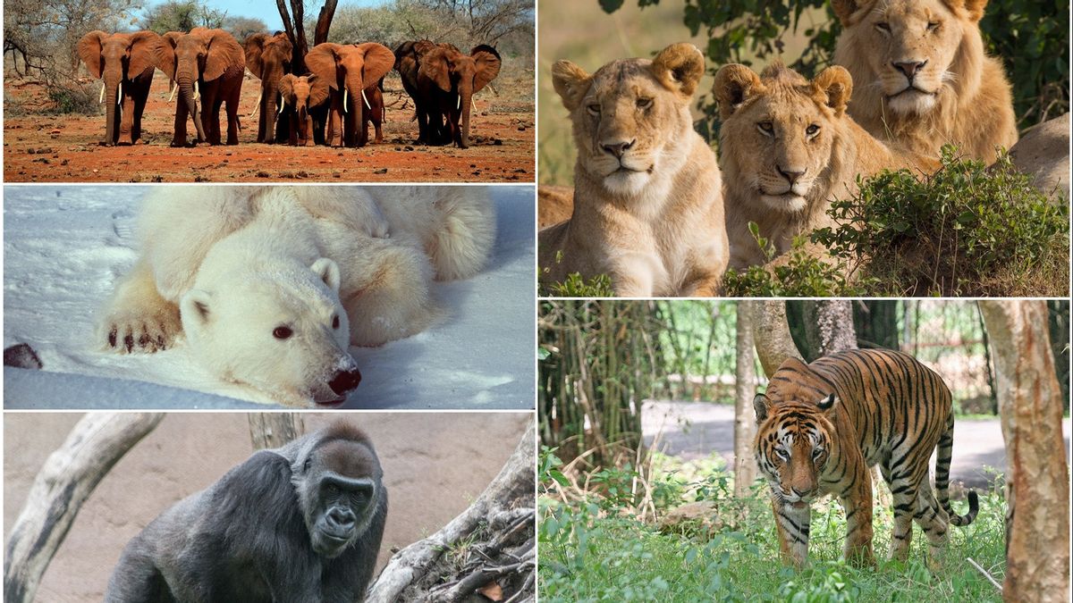 絶滅の危機に瀕している5匹の大型動物、生態学的バランスも脅かされている