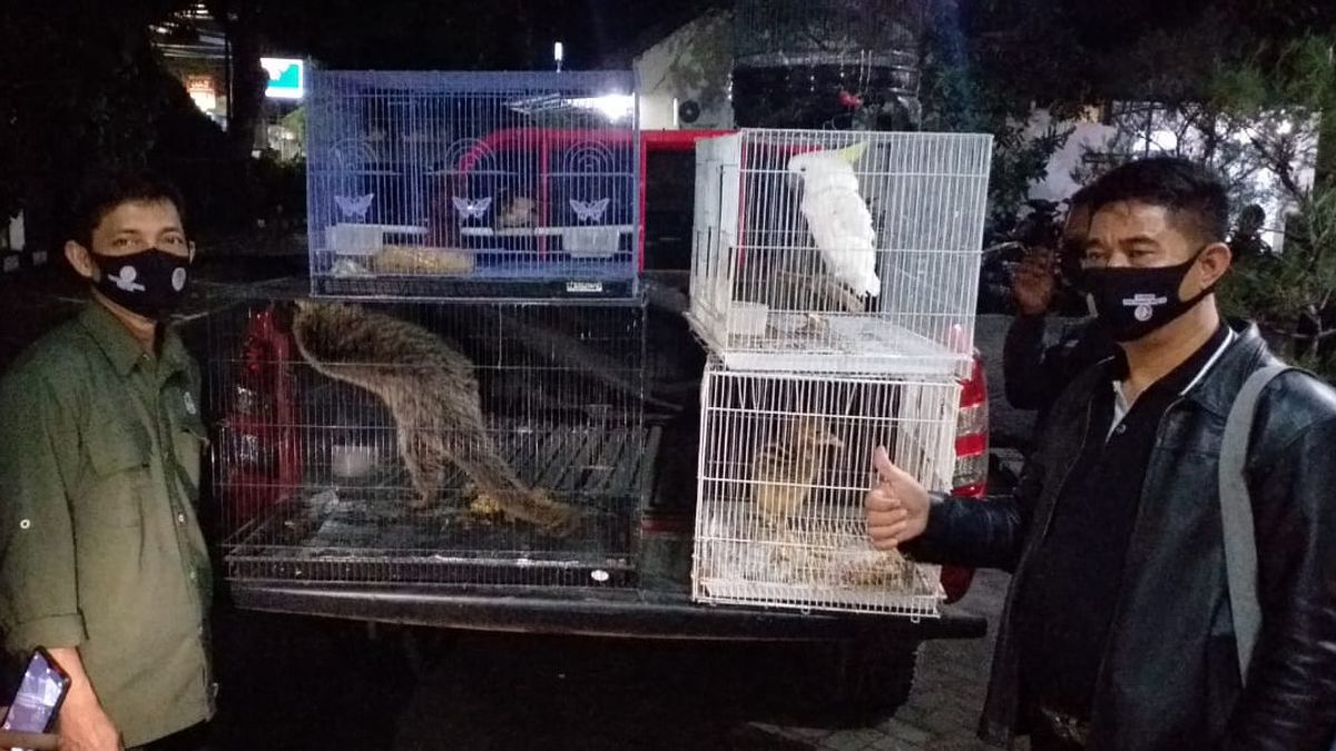 East Java BKSD Arrête Un Vendeur De 6 Animaux Protégés