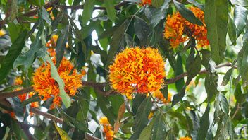 アソーカの花は食べても大丈夫ですか?この甘い開花観賞用植物についての事実を知る