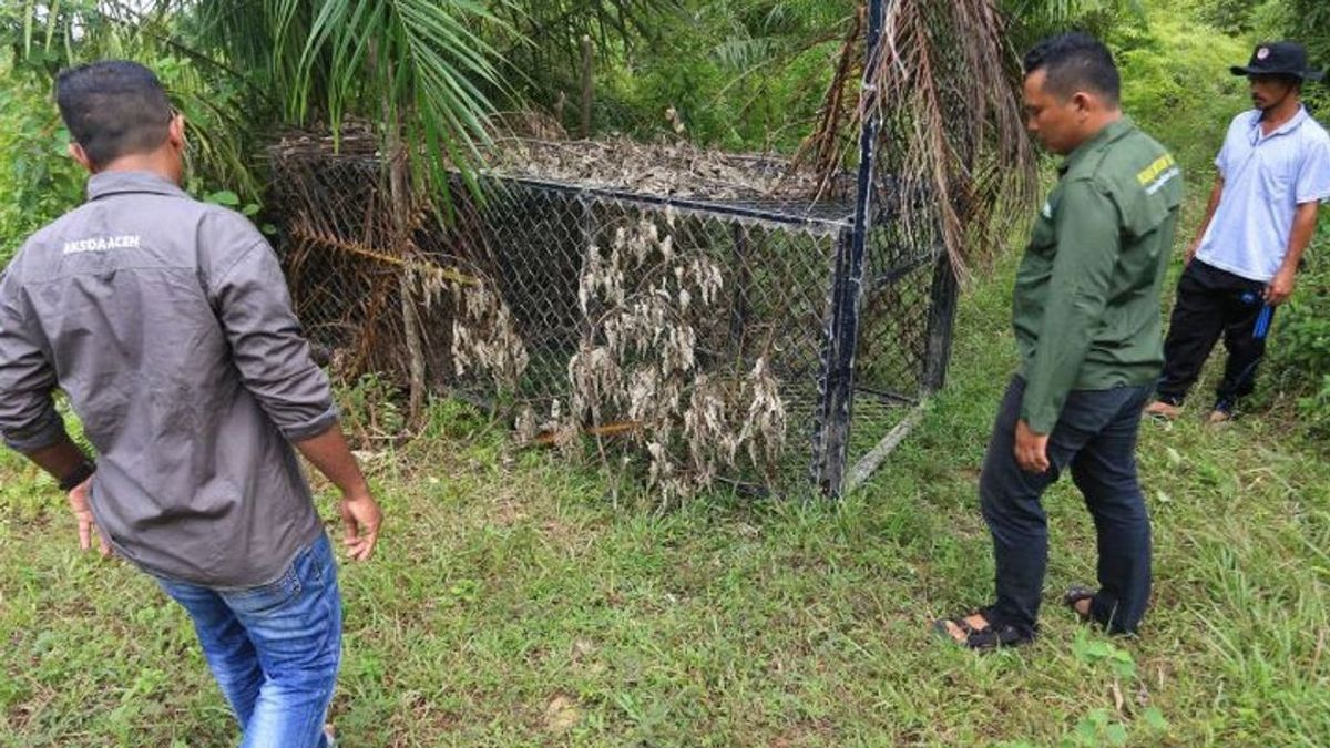 Petani Sawit Dicakar Harimau Sumatra, BKSDA Aceh Siapkan Senjata Bius