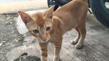 西雅加达居民要求动物爱好者社区不要在街上喂流浪猫
