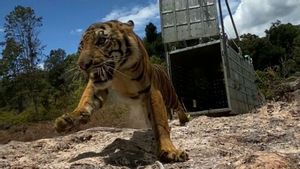 Harimau Sumatra Suro Dilepasliarkan di Taman Nasional Gunung Leuser