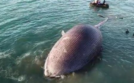 Seekor Paus Biru Terdampar dan Mati di Pesisir Pantai Kupang