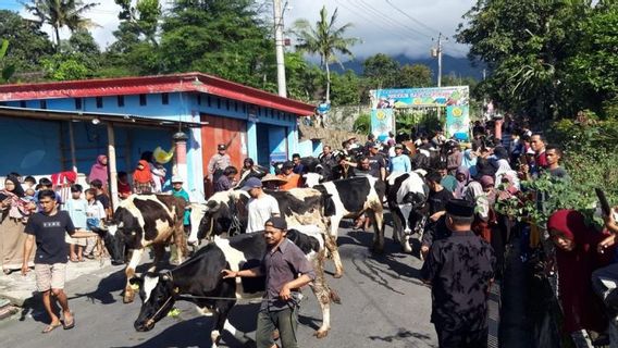 Donnée par de l’huile de odeur, des centaines de vaches se réveillent à la hauteur de Ketupat à Boyolali