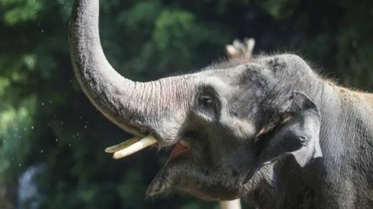 Prevent Elephant Conflict With The Society, BBKSDA Install 2 GPS Worth IDR 451 Million