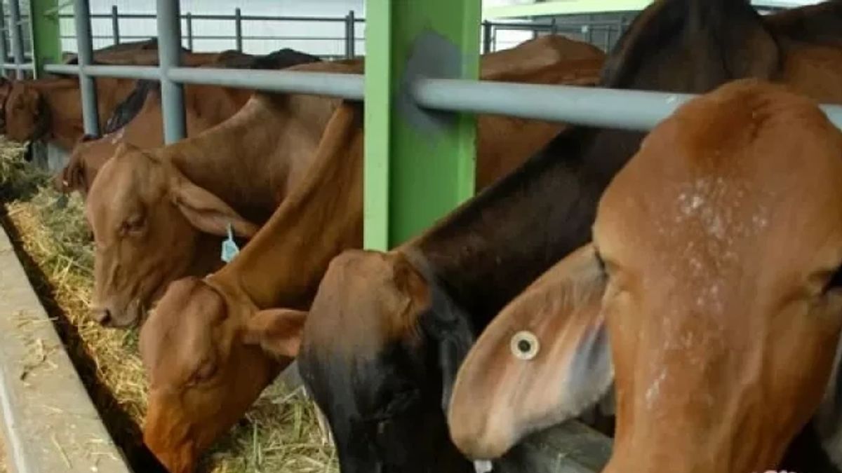Aceh Tamiang Regency Government Takes 445 Blood Samples Of Cows Preventing Brucellosis That Is Rising