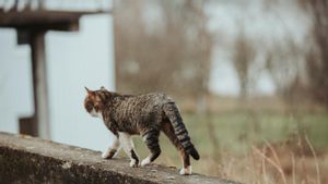 如何驱逐野猫,使它们不再来:以下是一些步骤