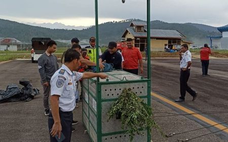 Harimau Sumatera ‘Bestie’ Dilepasliarkan di Taman Nasional Gunung Leuser