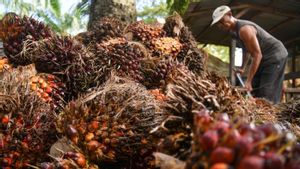 Ministry Of Agriculture Prepares Formula So That The B50 Program Doesn't Disturb Palm Oil Exports