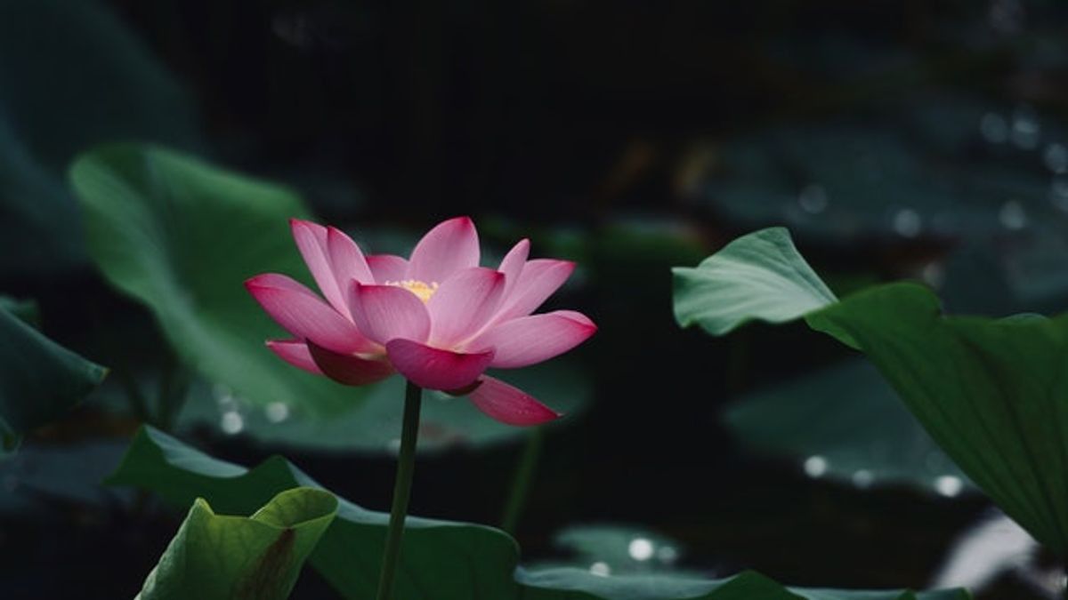 5 Fakta Tentang Teratai Si Bunga Air yang Anggun 