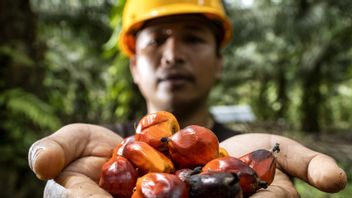 BPDP Danai 400 Research on Palm Oil, PASPI: Productivity is Still Stagnant