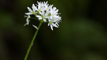 Getting To Know 7 Benefits Of Onion Leaf Flower For Health, Can Prevent Flu And Batuk
