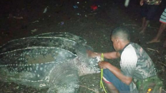 Lima Penyu Raksasa Bertelur di Pantai Warebar Raja Ampat