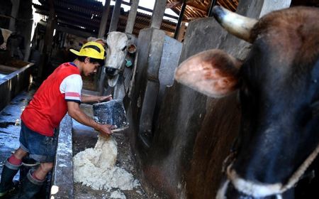 Menjaga Warisan Leluhur Betawi, Bisnis Peternakan Sapi di Jaksel Masih Menjanjikan