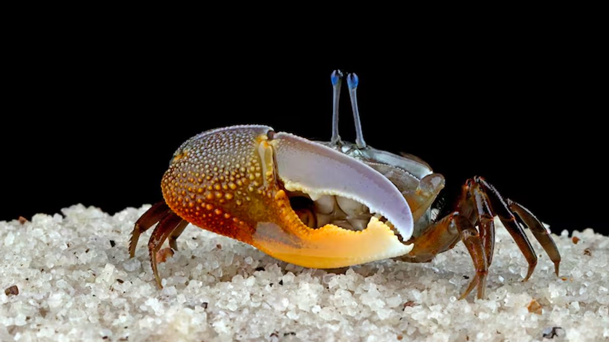 Unexpectedly, this small animal is effective in reducing microplastics from the environment