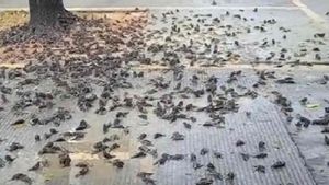 Ribuan Burung Pipit di Cirebon dan Gianyar yang Mati Mendadak Masih Misteri, yang Pasti Bukan Akibat Penyakit