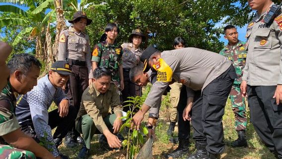 Penghijauan Digalakkan di Eks Tambang Emas Ilegal Gunung Prabu Lombok