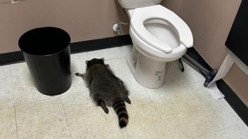 浣熊在洗手间喝了“偷来的”米拉斯酒，喝得酩酊大醉