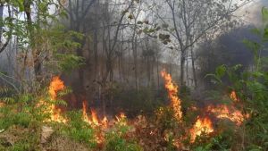 ナトゥナリージェンシーの森林および土地火災面積は424ヘクタールに達する