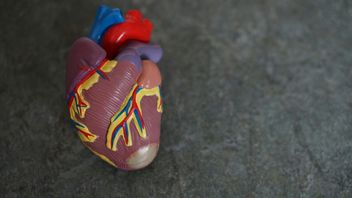 The Number of Human Heart Valves and Their Functions