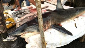 Picu Keracunan Setelah Jadi Menu MBG, Ini Bahaya Konsumsi Daging Hiu 