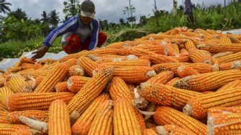 Corn Stock Surplus 3 Million Tons, Indonesia Will Export To The Philippines
