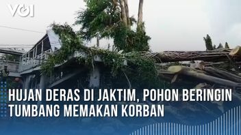 VIDEO: Heavy Rain In East Jakarta, Banyan Tree Falls Killing Victims