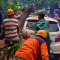 Hujan Lebat Sebabkan Sejumlah Pohon di Yogyakarta Tumbang Timpa Mobil