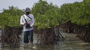 BRIN Sebut Mangrove Bisa Dijadikan Unsur Mitigasi Dampak El Nino