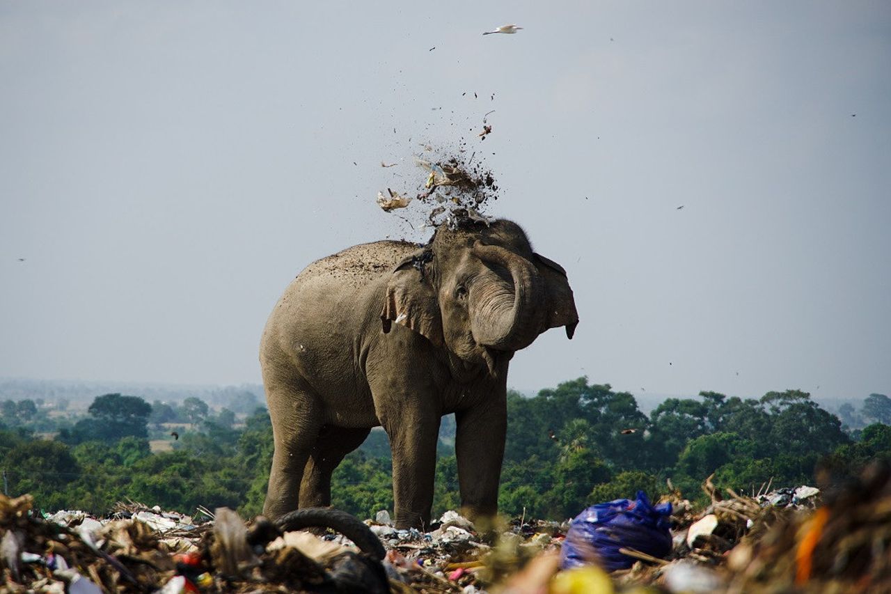 ゴミ箱でゴミを食べ スリランカで頭のゾウが死ぬ