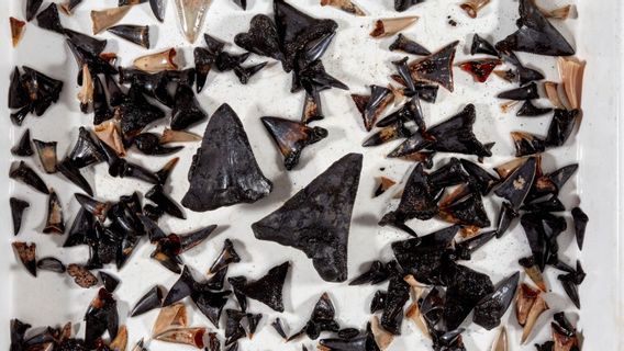 澳大利亚科学家在印度洋发现鲨鱼祖先的坟墓