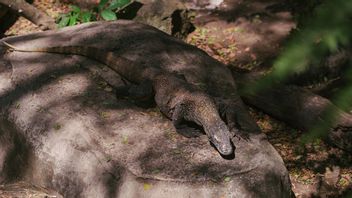 Pulau Komodo Resmi Masuk 20 Destinasi Terbaru Dunia Tahun 2026