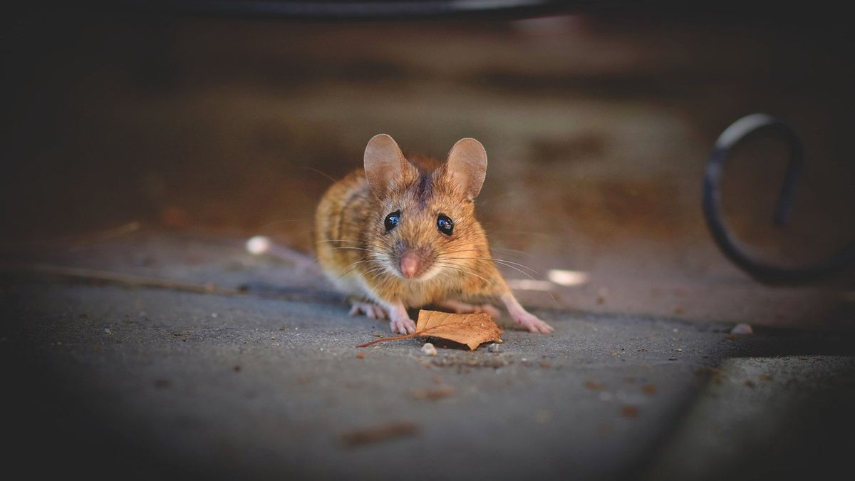 9 Tips For Repeling Rats At Home With Natural Materials, No Need To Toxic!