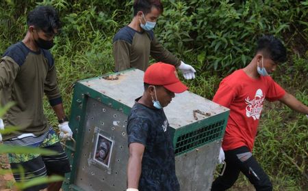 BKSDA Kalteng Lepasliarkan 4 Orang Utan di Taman Nasional Bukit Baka