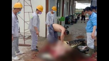 Crocodile Viral Tué Et écorché Par Un Travailleur De La Mine à Konawe Sultra, BKSDA Intervient Pour Enquêter