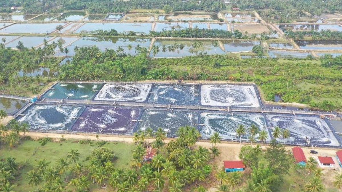 KKP Bantah Shrimp Estate Rusak Ekosistem Mangrove: Kami Manfaatkan Lahan Tak Produktif