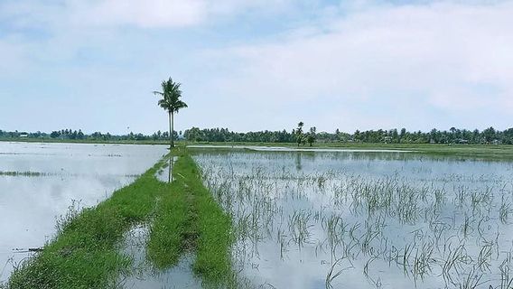 1.230 Hektare Padi di Aceh Utara Terancam Puso Akibat Banjir
