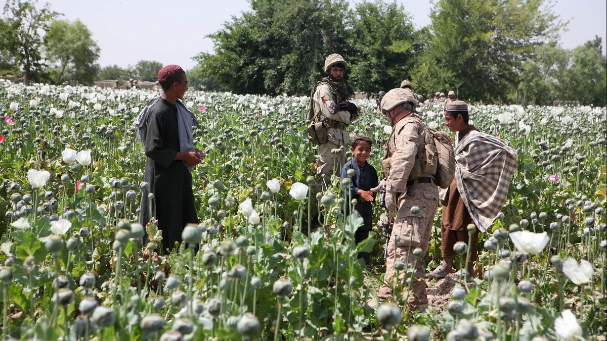 Taliban Ambil Alih Kabul, Harga Opium Afghanistan Melonjak Tiga Kali Lipat