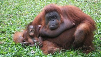 ولد الطفل أورانجوتان في حديقة سفاري بريجين باسوروان خلال اليوم العالمي لـ Orangutan
