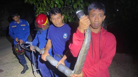 Damkar Pacitan Evakuasi King Cobra dari Rumah Warga