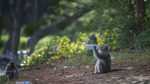Monyet Ekor Panjang Muncul di Perumahan Mewah Pluit, BKSDA DKI Sebut karena Kebiasaan 'Buruk' Sering Diberi Makan