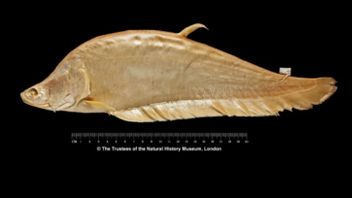 The Rediscovery Of Javanese Belida Fish Suspected Of Extinction Is Proof That Indonesia Is Rich In Flora And Fauna