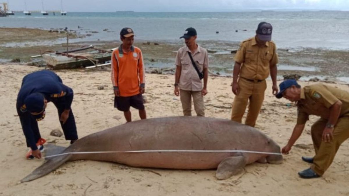 Dugong Found Dead In The Waters Of Morotai Island