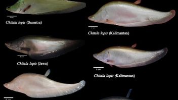 BRIN: Scientists Find Fish With Extinction Status In Java
