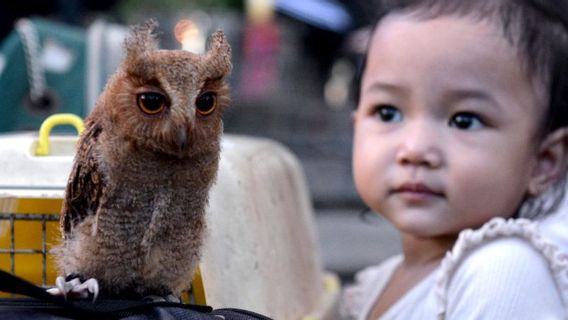 BKSDAカルバルは63頭の保護された鳥の頭の取引を阻止