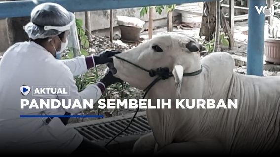 Panduan Sembelih Kurban