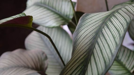 5 Jenis Tanaman Calathea yang Wajib Dimililki untuk Mempercantik Hunian