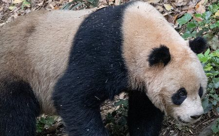 Dua Panda Raksasa dari China Sukses Bikin Heboh Kebun Binatang San Diego