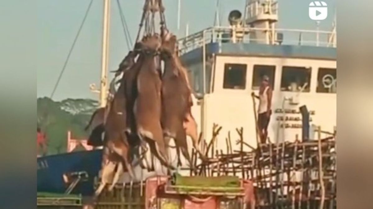 運輸省が語る サマリンダでクレーンを使った牛の積み下ろしに対するウイルス反応のための家畜船の旅の物語