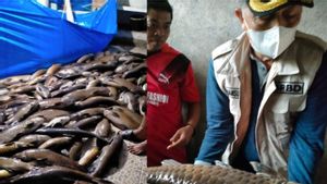 Diterjang Lumpur Longsoran, 3 Ton Ikan Larangan di Pasaman Barat Mati Mendadak